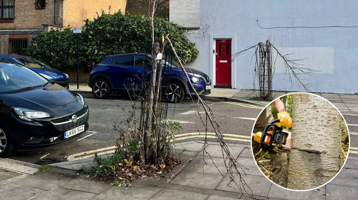 Hackney tree vandalism: Police distribute doorbell cameras to catch culprit after months of attacks