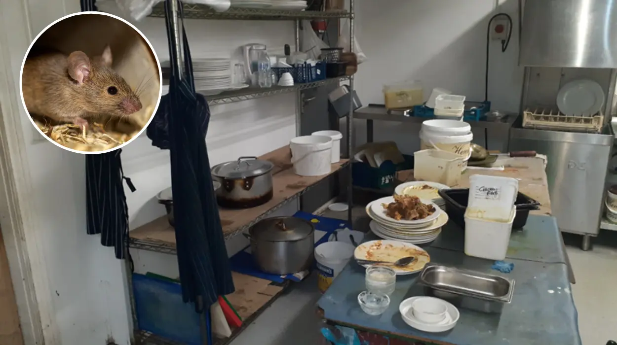 East London Indian Restaurant Fined £100,000 Over 'Uncontrolled' Mouse Infestation