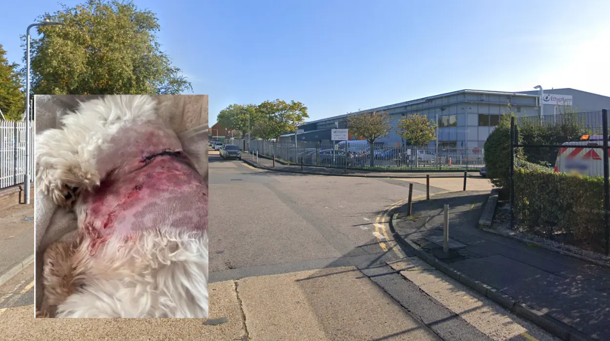 Harold Hill dog attack: Woman left traumatised after pet mauled on Straight Road