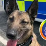 Havering Police Dog Milo Helps Recover Stolen Moped After Knife Robbery