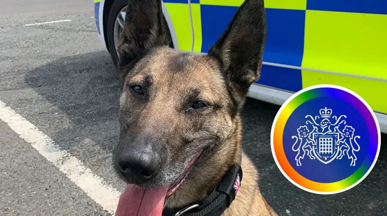 Havering Police Dog Milo Helps Recover Stolen Moped After Knife Robbery