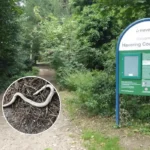 Dead Snake in Havering Country Park Confirmed as Non-UK Species