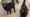 RSPCA East London and Havering Cat Shelter Full to Crisis