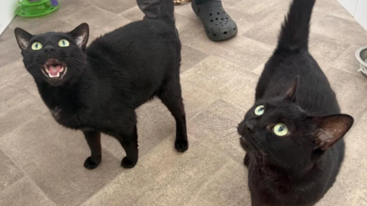 RSPCA East London and Havering Cat Shelter Full to Crisis