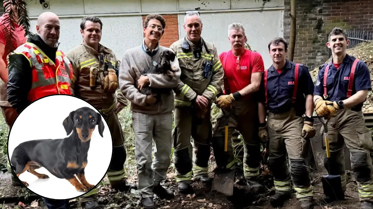 Dachshund Tosca Rescued from Foxhole in Hackney by Fire Brigade