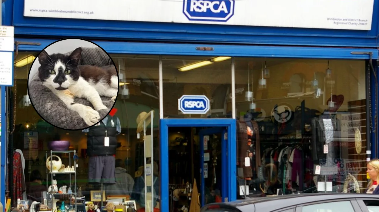 RSPCA East London and Havering Urges Adoption for Billy, Simba
