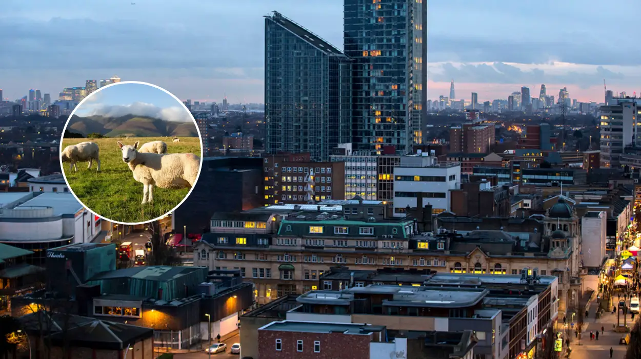 East London Man Arfan Sultan Sentenced for Illegal Smokies Sale