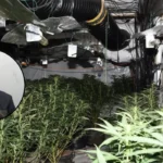 East London Men Jailed for Cannabis Operation in Grays