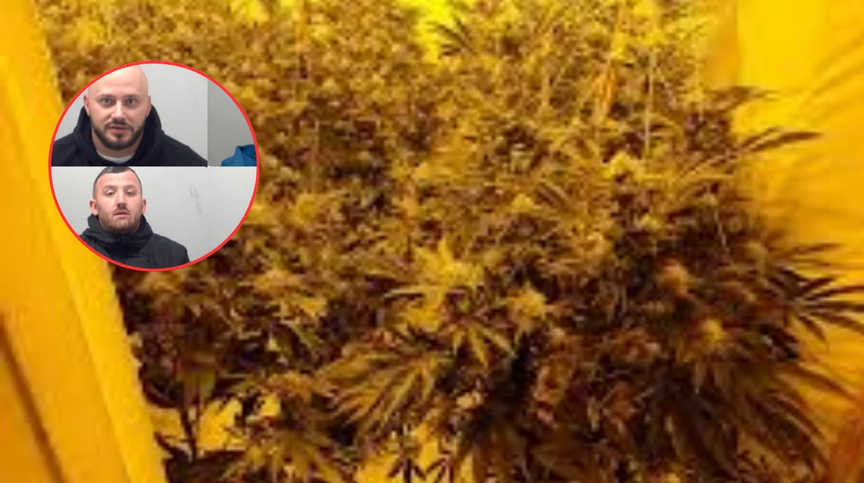 Four Men Sentenced for Running £100k Cannabis Farm in Essex Industrial Estate