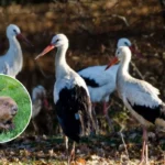 Dagenham's Eastbrookend Park to Host Beavers and White Storks 
