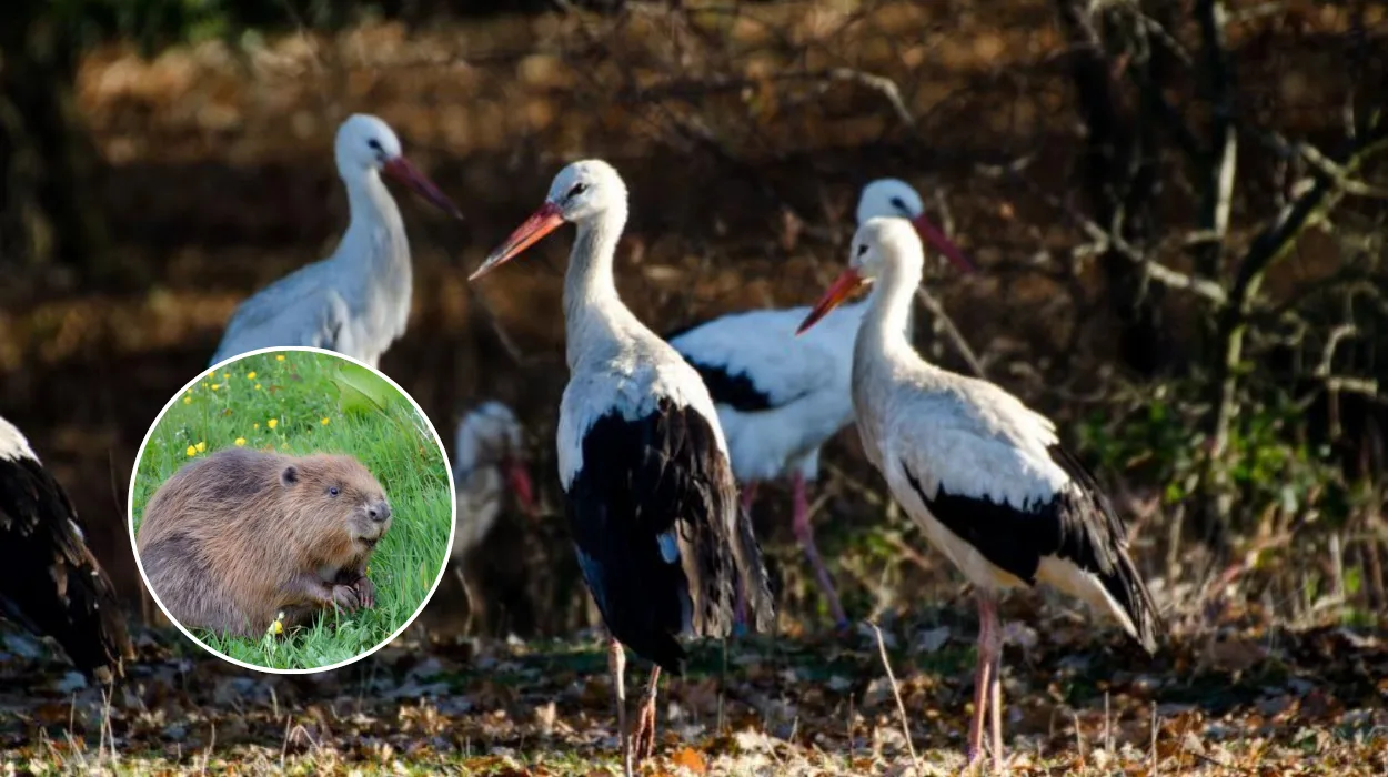 Dagenham's Eastbrookend Park to Host Beavers and White Storks 