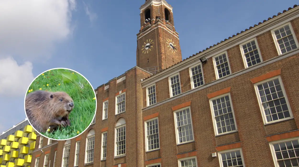 White Storks, Beavers Return to East London Wetlands