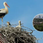 White Storks Return to London in 2026 via Barking Rewilding