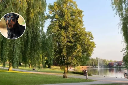 2-Year-Old Girl Attacked by Rottweilers in Romford Park