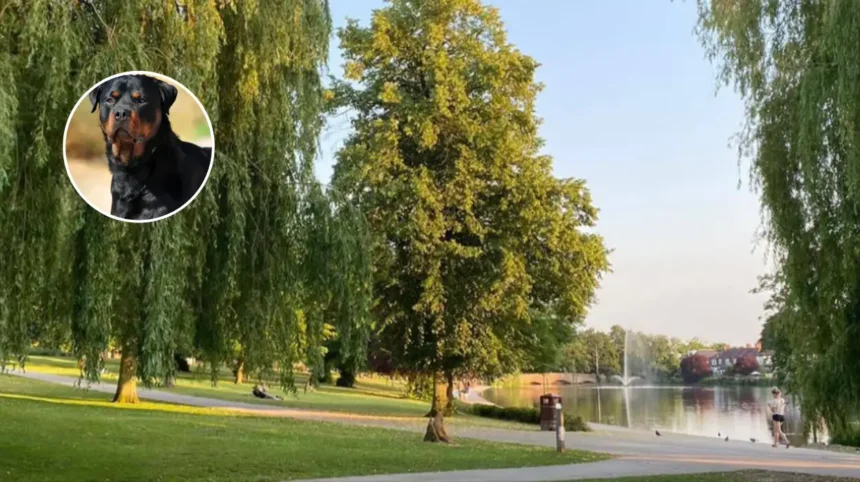2-Year-Old Girl Attacked by Rottweilers in Romford Park