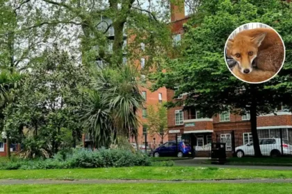 Hackney Fox Meatball Rescue by Bermingham 2026