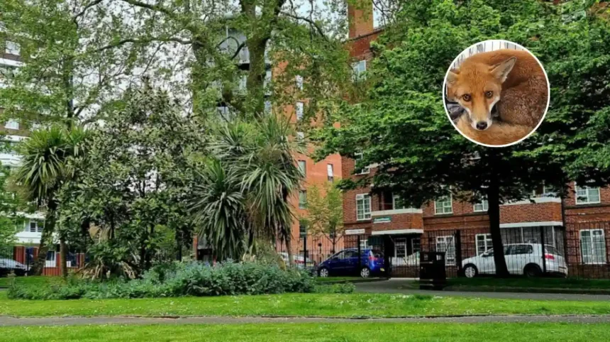 Hackney Fox Meatball Rescue by Bermingham 2026