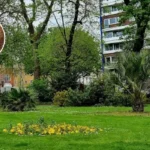 Hackney Fox Rescue: Meatball's Viral Bond with Blakeley 2026