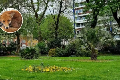 Hackney Fox Rescue: Meatball's Viral Bond with Blakeley 2026