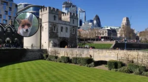 Hackney Resident's Meatball Fox Rescue Sparks Bond Hackney 2026