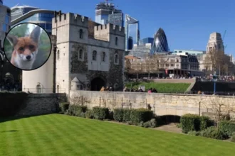 Hackney Resident's Meatball Fox Rescue Sparks Bond Hackney 2026