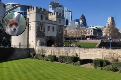 Hackney Resident's Meatball Fox Rescue Sparks Bond Hackney 2026