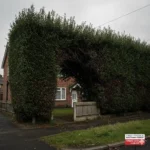 How to report an overgrown hedge in Waltham Forest