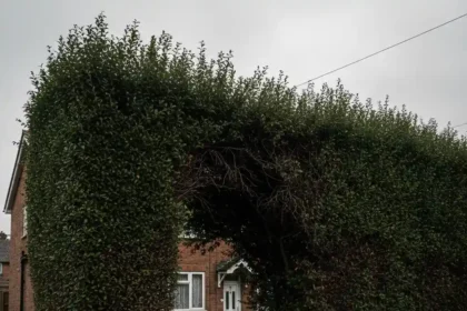 How to report an overgrown hedge in Waltham Forest