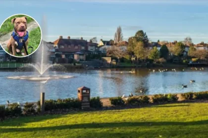 Romford Raphael Park: Rottweilers Seize After Toddler Attack