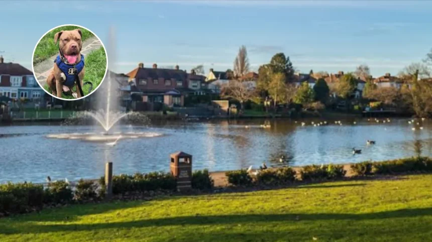 Romford Raphael Park: Rottweilers Seize After Toddler Attack