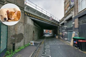 Shoreditch Woman Banned for 21 Cats, Dog, Python in Filthy Flat
