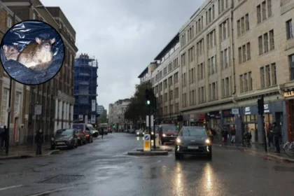 Tower Hamlets Market Rubbish Draws Cat-Sized Rats 2026