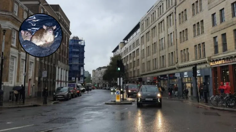 Tower Hamlets Market Rubbish Draws Cat-Sized Rats 2026