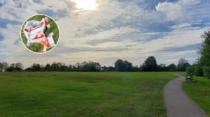 Havering Parks Litter Crisis After School Holidays; Havering 2026