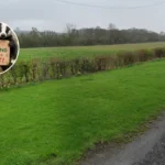 Havering Wildlife Crisis: Species Decline Exposed (2026)