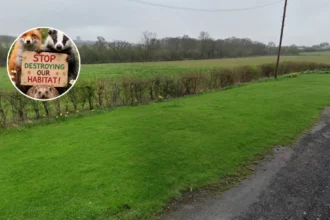 Havering Wildlife Crisis: Species Decline Exposed (2026)