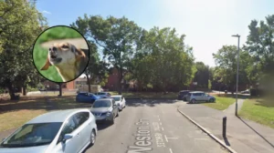 Dagenham Man Fined Over £3,200 for Barking Dog Nuisance Dagenham 2026
