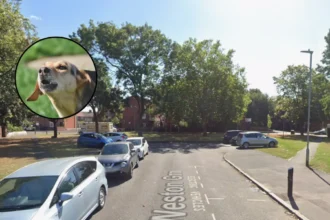 Dagenham Man Fined Over £3,200 for Barking Dog Nuisance Dagenham 2026