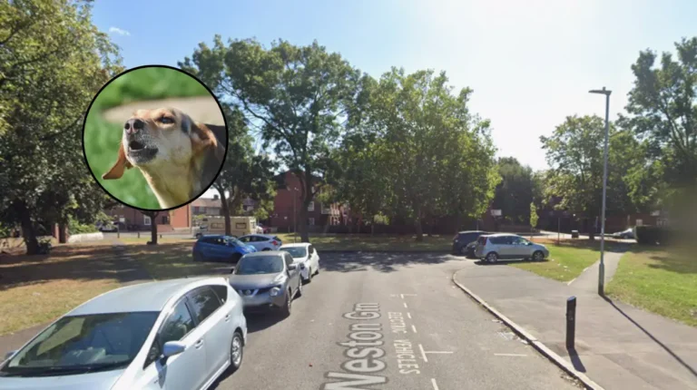 Dagenham Man Fined Over £3,200 for Barking Dog Nuisance Dagenham 2026