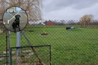 Guide Dogs Training Centre Opens Public Tours in Woodford Green 2026
