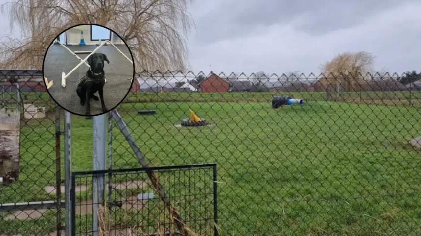 Guide Dogs Training Centre Opens Public Tours in Woodford Green 2026