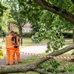 Sudden Branch Drop in Hot Weather: Causes, Risks, and Safety Tips for East London