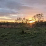Havering Parks Named Best in Capital at London in Bloom 2026