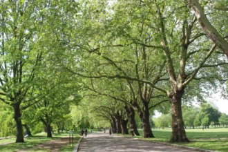 Tower Hamlets Leisure Guide Parks, Walks & Markets